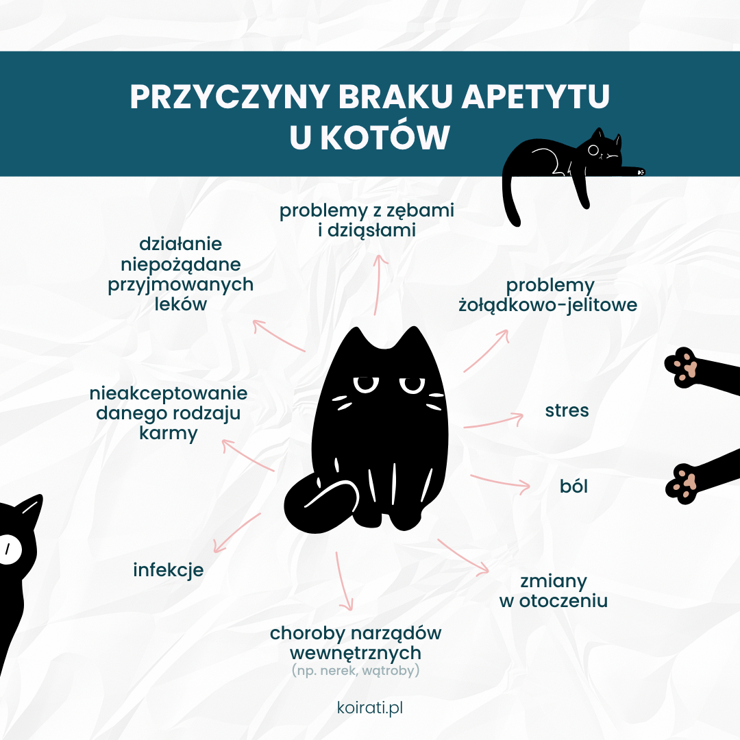 brak apetytu u kota przyczyny